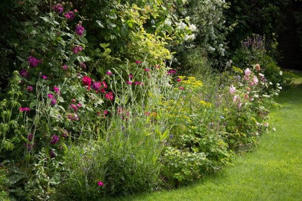 istock English Garden Border in Summer 1321677085