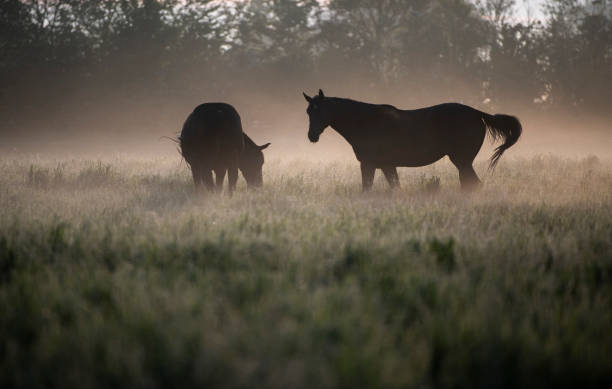 istock Two horse silhouettes in a field with illuminated mist 1321677617