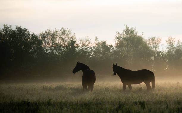 istock Two horse silhouettes in a field with illuminated mist 1321677618