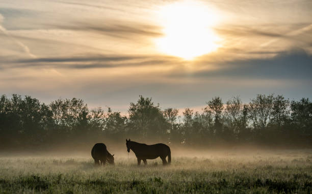 istock Two horse silhouettes in a field with illuminated mist 1321677619