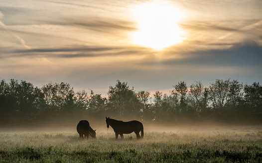 Two horses in a foggy field at dawn. They are standing in tall grass and only their silhouettes can be seen. The sun rising behind them is illuminating the fog.