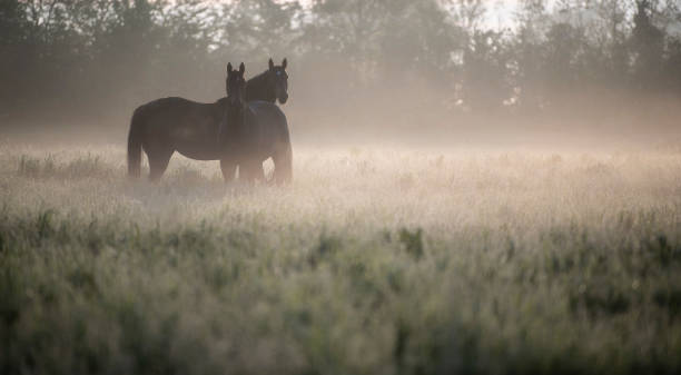 istock Two horse silhouettes in a field with illuminated mist 1321677620