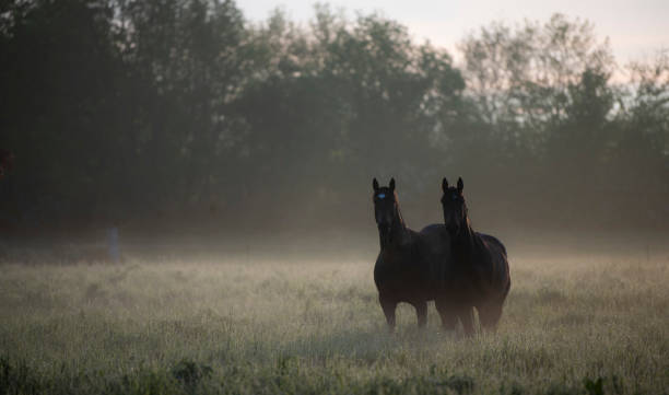 istock Two horse silhouettes in a field with illuminated mist 1321677621