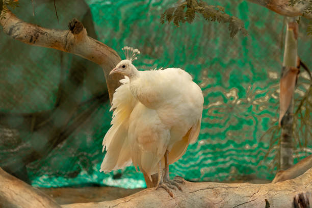 Beautiful white peacock at zoo stock photo