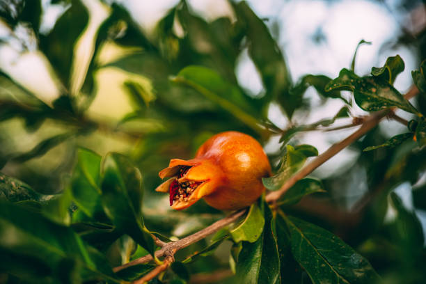 Little Pomegranate on the Branch