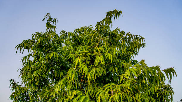 istock Ashoka tree also commonly known by its synonym Polyalthia longifolia, is an Asian small tree species in the family Annonaceae. 1321677853