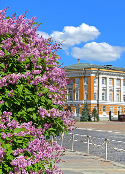 istock Blooming lilac bush in Moscow Kremlin. Russia 1321678910