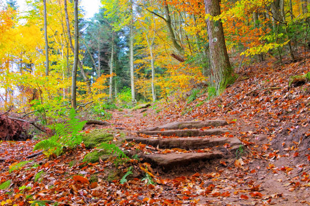 istock in Palatinate Forest in autumn, Germany 1321679349
