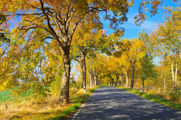 istock island Ruegen, lime tree avenue in autumn 1321679440