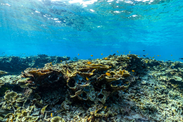 istock underwater scene with coral reef and fish; Surin Islands; Thailand. 1321679507