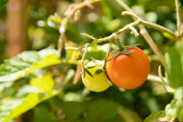 istock Fresh homegrown tomatoes hanging on green tree branches 1321680787