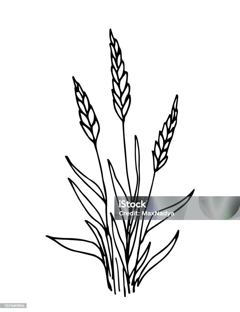 Vẽ Tay Vector Đơn Giản Trong Phác Thảo Màu Đen Một Bó Tai Lúa Mì Cây Ngũ  Cốc Gai Trồng Cây Nông Nghiệp Thu Hoạch Nông Nghiệp Ngũ Cốc Các Sản Phẩm