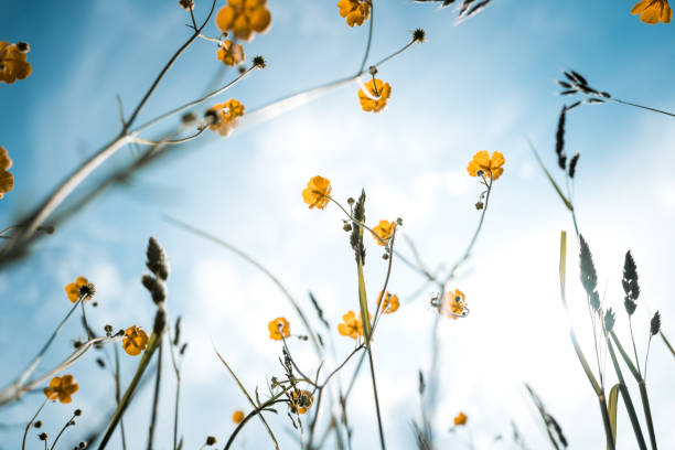 Beautiful yellow buttercups growing in a summer meadow. Selective focus with room for copy space.