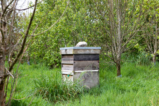 istock Wooden beehive in long grass surrounded by trees 1321682037