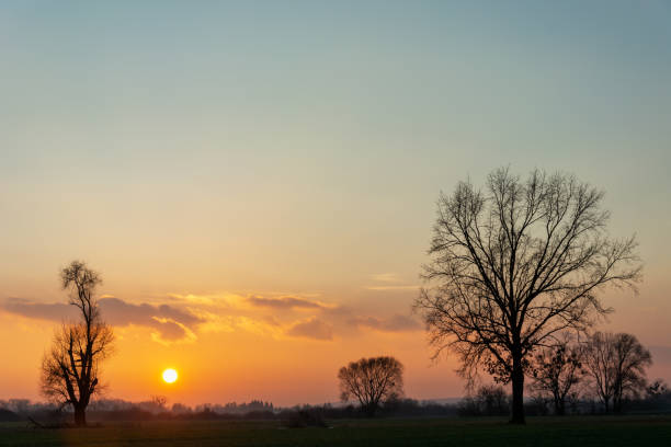 istock Black silhouettes of trees visible during sunset 1321682373