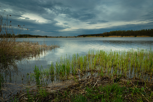 Reeds floating on the shore of the lake, Stankow, Lubelskie, Poland