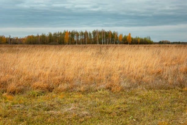 istock A wild meadow with tall grasses and a forest in the horizon 1321682406