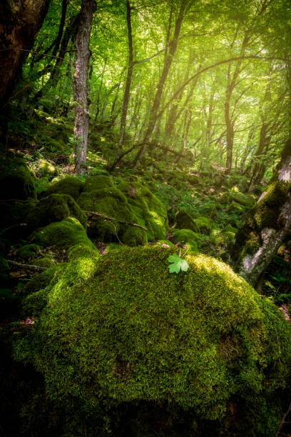 istock Many stones covered with moss lying in the forest 1321684937