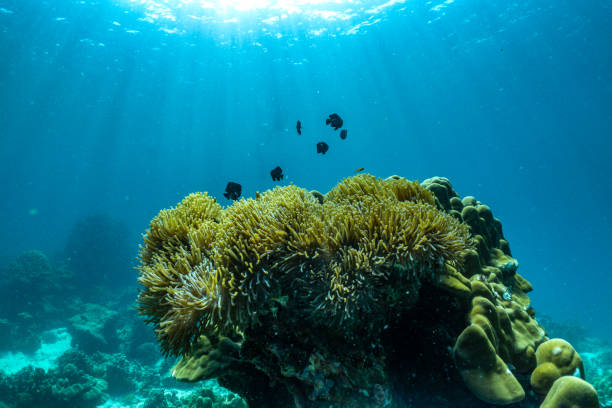 istock underwater scene with coral reef and fish,Thailand. 1321685298