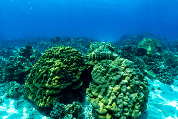 istock underwater scene with coral reef and fish; phi phi island; Thailand. 1321685628