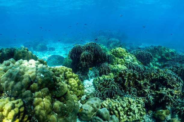 istock underwater scene with coral reef and fish,phi phi island,Thailand. 1321686150