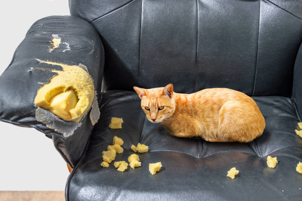 playful cat after biting a couch - tame imagens e fotografias de stock