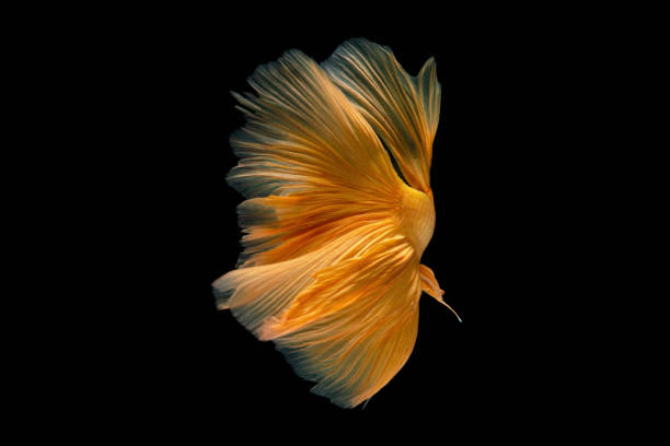 istock Betta fish, siamese fighting fish betta isolated on black background. 1321690627