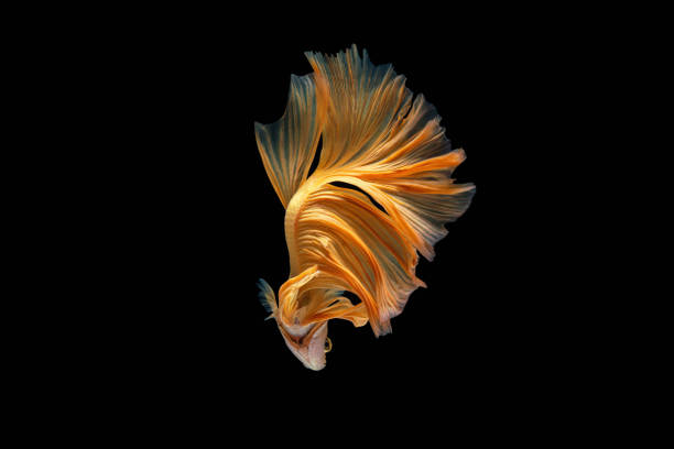 istock Betta fish, siamese fighting fish betta isolated on black background. 1321690630