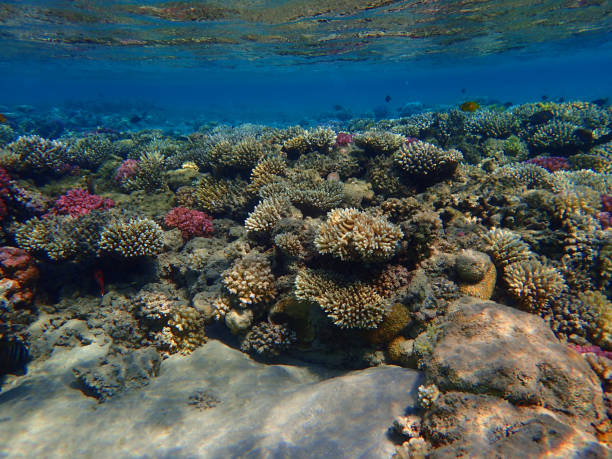 istock coral reef in Egypt, Makadi Bay 1321691040