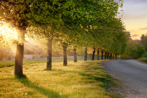 Rural road lined with trees at sunset stock photo