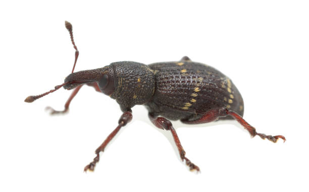 istock Banded pine weevil, Pissodes pini isolated on white background 1321691695