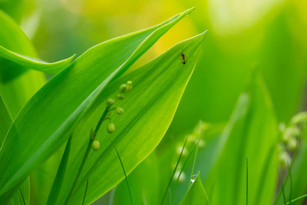 Ant on lily of the valley, Convallaria majalis leaf in springtime, sunlight in the background.