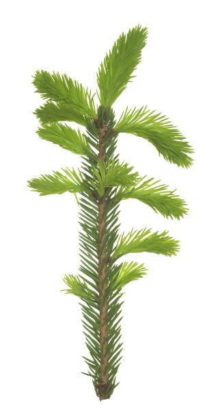istock Fir twig with fresh sprouts isolated on white background which are edible in springtime 1321691722