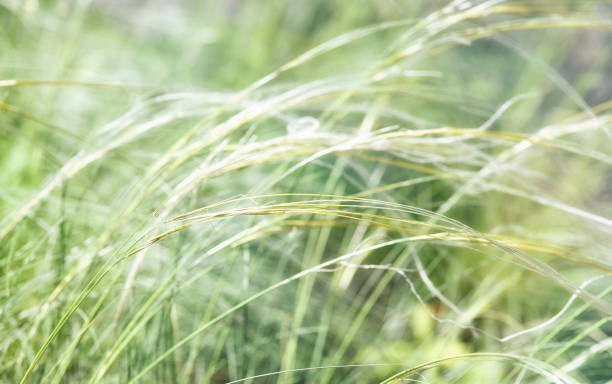istock Nature background with wildgrass under sunlight. Selective focus. Plant background. 1321692593