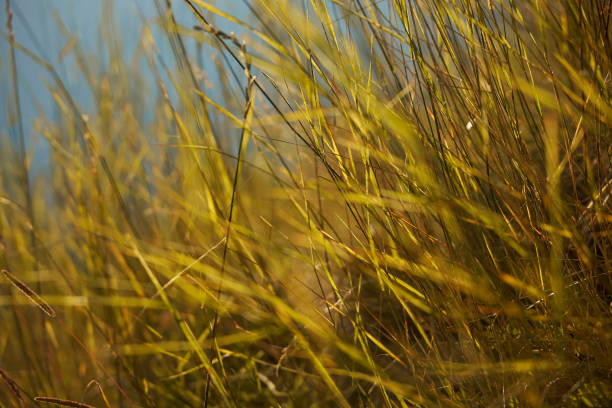 istock The sun rays fall on the tall grass. Abstract texture of grass at an angle. 1321693147