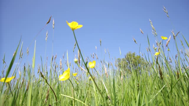 Medow buttercups and long grass blowing gently in the wind. Blue sky and oak tree.