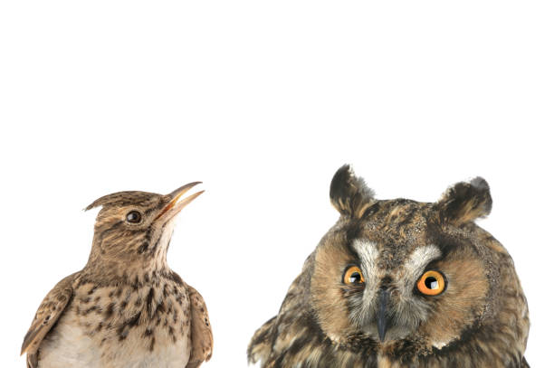 figurative picture of a portrait of an owl and a lark isolated on a white background. figurative picture of a portrait of an owl and a lark isolated on a white background. "Lark" you or "owl" is a common division of types of people into awake in the morning and afternoon. lark stock pictures, royalty-free photos & images