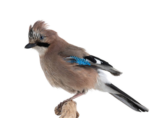 istock jay bird sitting on a tree branch isolated on white background 1321694367