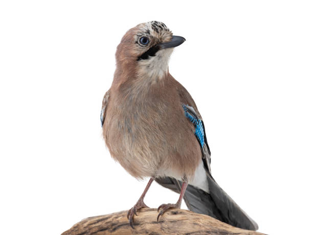istock jay bird sitting on a tree branch isolated on white background 1321694419