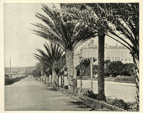 Vintage photograph of Palm tree lined, Promenade, Nice, France, Victorian 19th Century