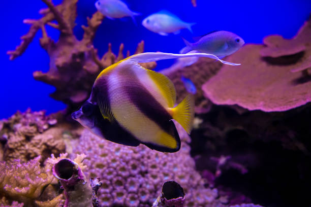 istock Underwater coral reef in red sea 1321694549
