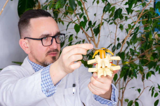 anatomie a umístění senzorického nebo motorického nervového kořene nebo ganglionu míchy. lékař, učitel nebo vědec demonstruje nervový kořen v anatomickém modelu. fokus kamery na varhany - ganglion - stock snímky, obrázky a fotky