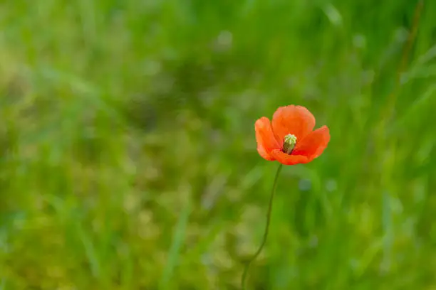 Single red poppy, Papaver rhoea, also known as the Corn Poppy or Flanders Poppy, growing outdoors in a green meadow in spring with copyspace