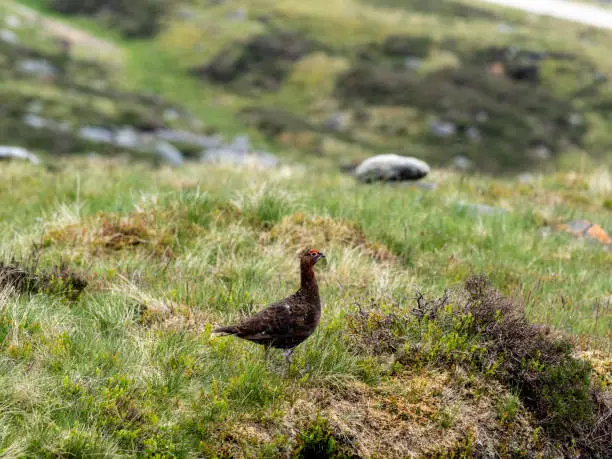A Red Grouse (Lagopus lagopus) standing on a clump of heather