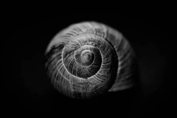 Photo of snail shell still life