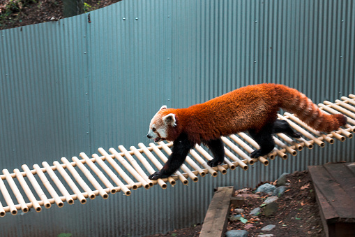 Red panda walking across a bridge