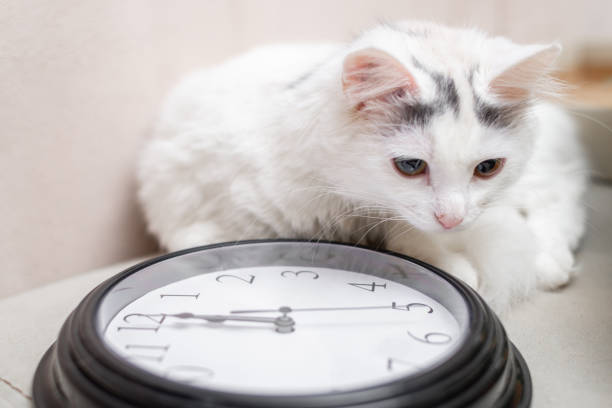 Procrastination, time management concept. Sleeping cat on the background of the clock.