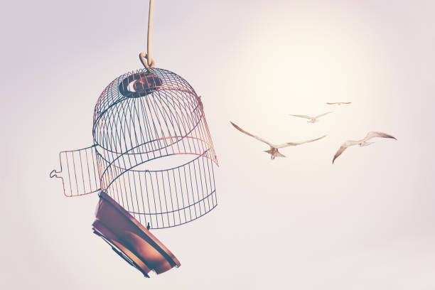 Birds escape out birdcage A flock of birds broke the cage and flew into the sky. The desire to change life concept animals in captivity photos stock pictures, royalty-free photos & images