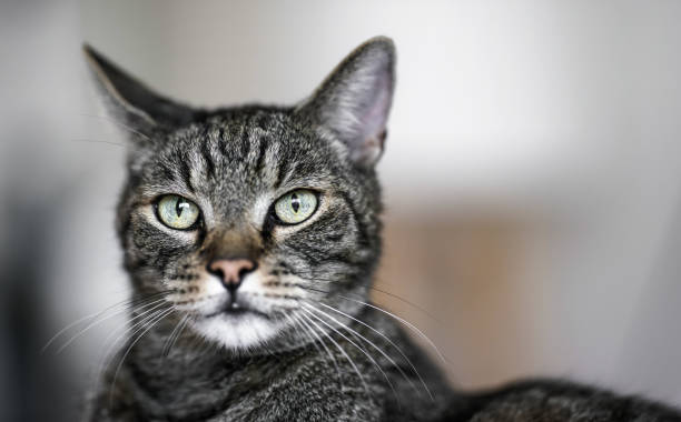 istock Gray brown tabby cat looking curiously, closeup detail on his head 1321702918