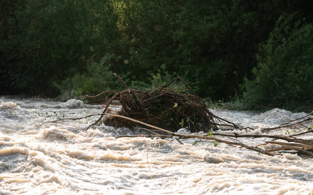 istock Sun shines on dirty flood water flowing rapidly in river, taking some small trees with roots 1321702937